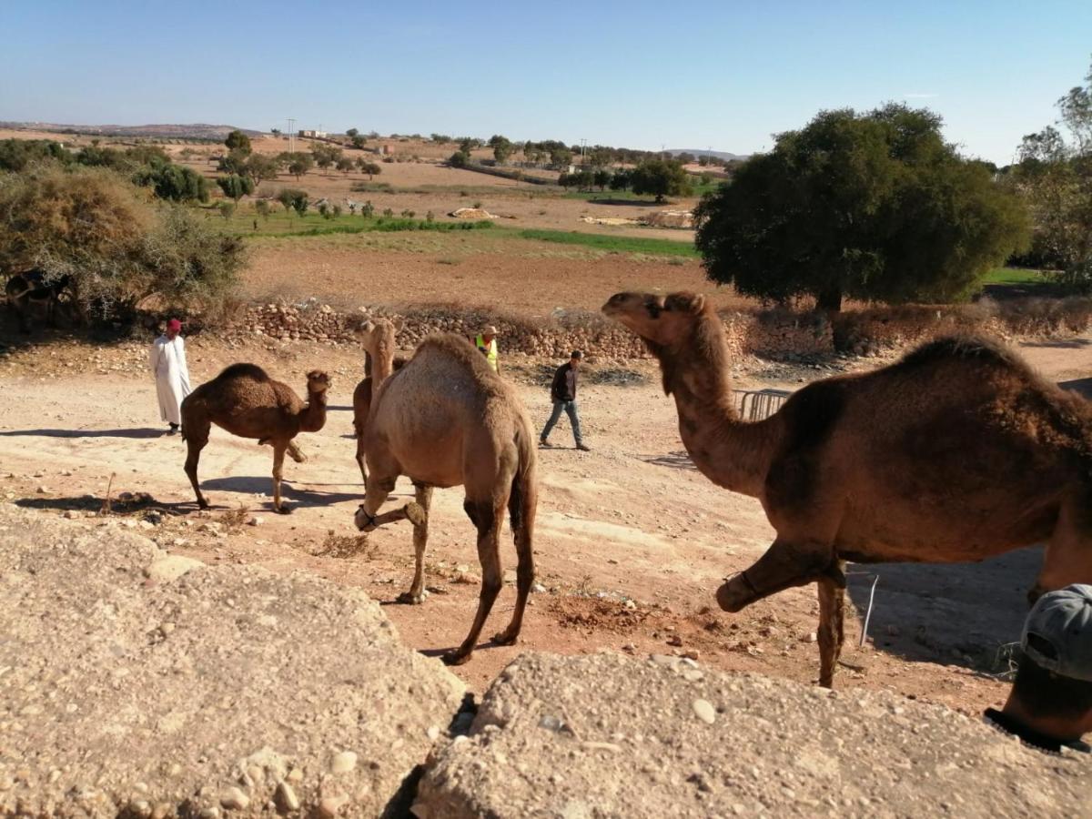 Gite Kasbah La Palmeraie Скура Экстерьер фото
